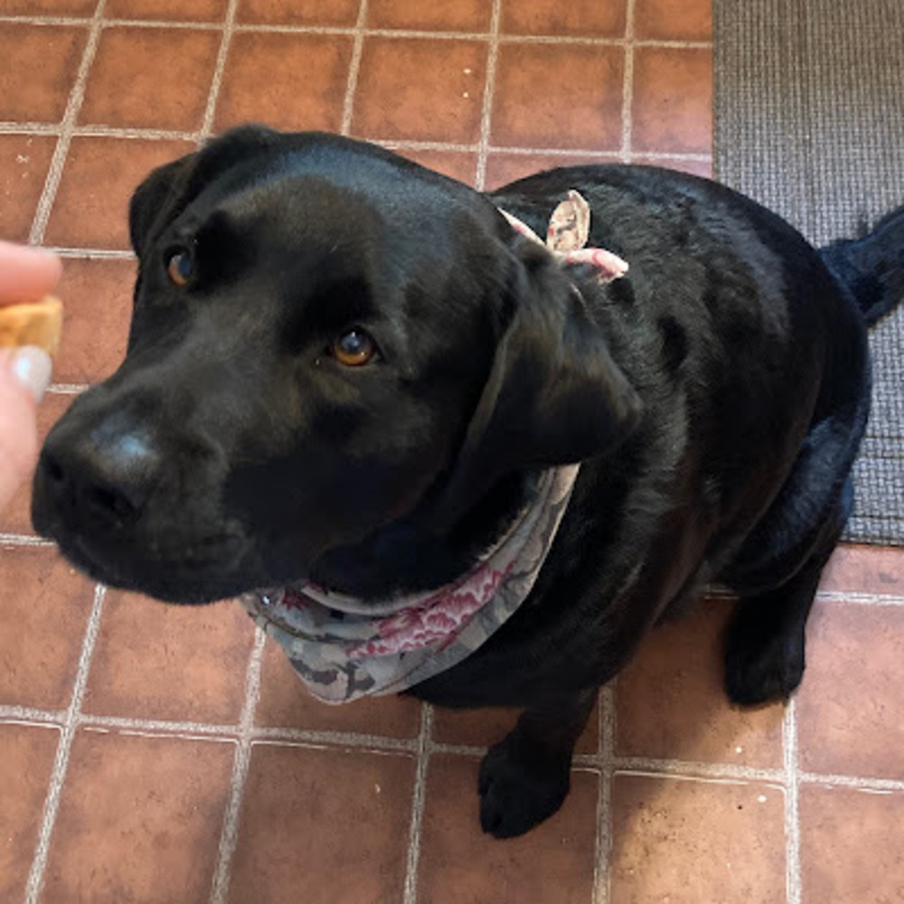 Meet your Posher, Chase